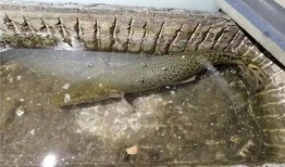 新闻爆料鳄雀鳝,鳄雀鳝在我国的生态威胁与应对策略